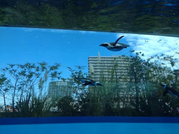 サンシャイン水族館に投稿された画像（2022/10/19）
