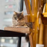 猫カフェモカ　池袋西口店に投稿された画像（2022/10/19）