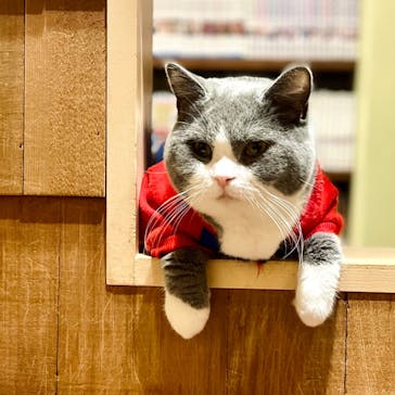 猫カフェモカ　池袋西口店に投稿された画像（2022/10/19）