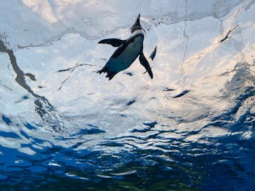 サンシャイン水族館に投稿された画像（2022/10/19）