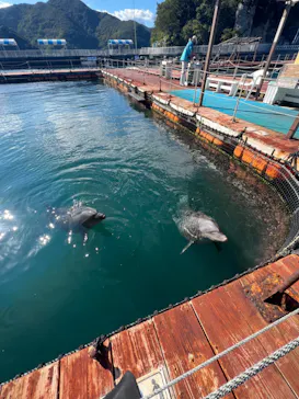 うみたま体験パーク 「つくみイルカ島」に投稿された画像（2022/10/19）