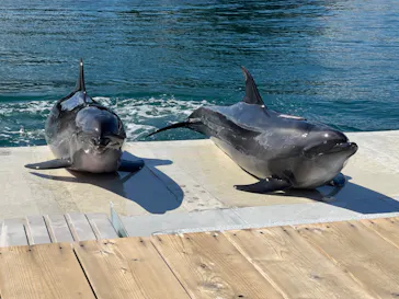 うみたま体験パーク 「つくみイルカ島」に投稿された画像（2022/10/19）