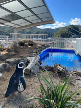 うみたま体験パーク 「つくみイルカ島」に投稿された画像（2022/10/19）