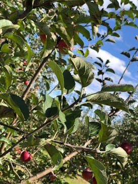 果実の里 原田農園に投稿された画像（2022/10/19）