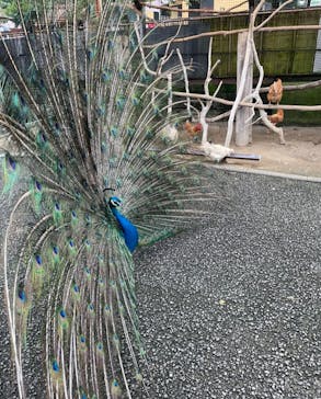 別府ケーブルラクテンチに投稿された画像（2022/10/20）