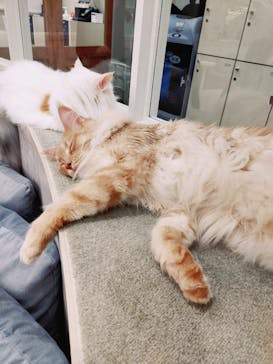 猫カフェモカ　町田ジョルナ店に投稿された画像（2022/10/20）