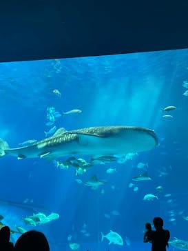 沖縄美ら海水族館に投稿された画像（2022/10/20）