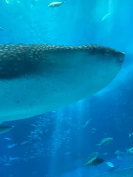 沖縄美ら海水族館に投稿された画像（2022/10/20）