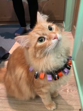 猫カフェモカ 名古屋栄店に投稿された画像（2022/10/20）