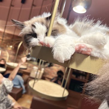 猫カフェモカ 名古屋栄店に投稿された画像（2022/10/20）