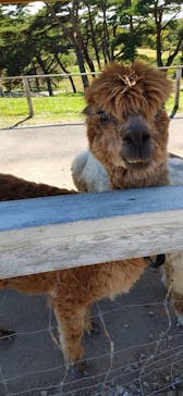 那須どうぶつ王国に投稿された画像（2022/10/20）