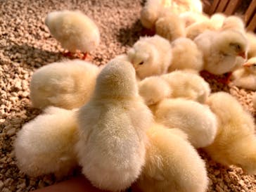 Moff アニマル カフェ イーアス 高尾店に投稿された画像（2022/10/20）