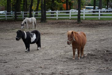 ノーザンホースパークに投稿された画像（2022/10/20）