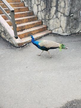 伊豆シャボテン動物公園に投稿された画像（2022/10/20）