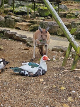 伊豆シャボテン動物公園に投稿された画像（2022/10/20）