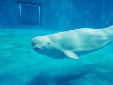 島根県立 しまね海洋館に投稿された画像（2022/10/20）