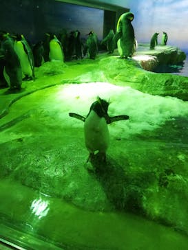 島根県立 しまね海洋館に投稿された画像（2022/10/20）