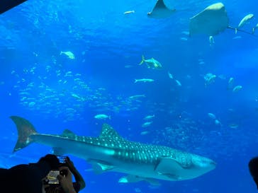 沖縄美ら海水族館に投稿された画像（2022/10/20）