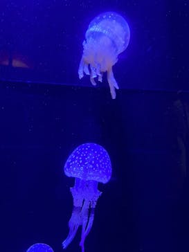 沖縄美ら海水族館に投稿された画像（2022/10/20）