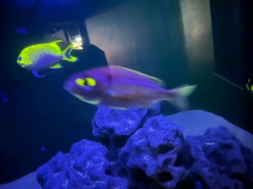 沖縄美ら海水族館に投稿された画像（2022/10/20）