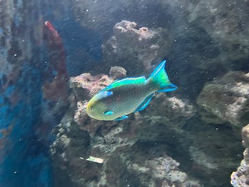 沖縄美ら海水族館に投稿された画像（2022/10/20）