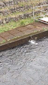 サケのふるさと 千歳水族館に投稿された画像（2022/10/20）