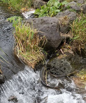サケのふるさと 千歳水族館に投稿された画像（2022/10/20）