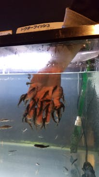 サケのふるさと 千歳水族館に投稿された画像（2022/10/20）