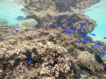 武藤潜水に投稿された画像（2022/10/21）