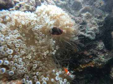 武藤潜水に投稿された画像（2022/10/21）