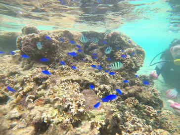 武藤潜水に投稿された画像（2022/10/21）