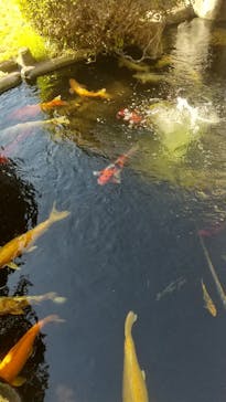 鳩山会館に投稿された画像（2022/10/21）