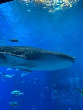 沖縄美ら海水族館に投稿された画像（2022/10/21）