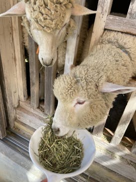 淡路ファームパーク イングランドの丘に投稿された画像（2022/10/21）