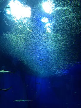 アクアワールド茨城県大洗水族館に投稿された画像（2022/10/21）