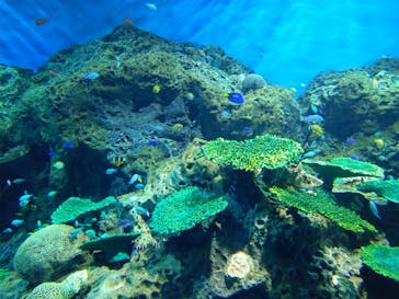 アクアワールド茨城県大洗水族館に投稿された画像（2022/10/21）