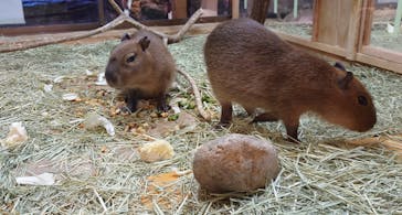 那須どうぶつ王国に投稿された画像（2022/10/21）