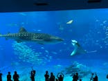 沖縄美ら海水族館に投稿された画像（2022/10/22）