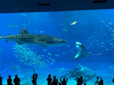 沖縄美ら海水族館に投稿された画像（2022/10/21）
