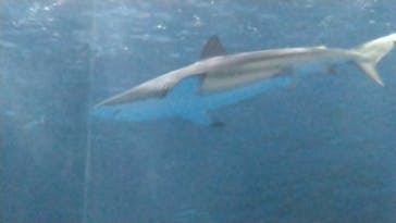 名古屋港水族館に投稿された画像（2022/10/21）