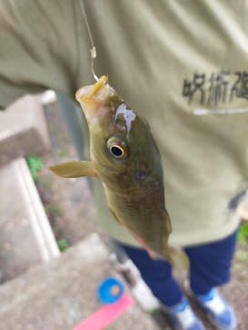 千葉こどもの国 キッズダムに投稿された画像（2022/10/22）