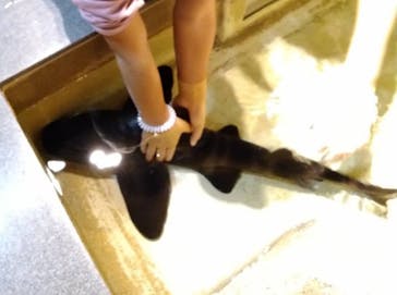 新江ノ島水族館に投稿された画像（2022/10/16）