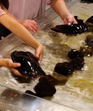 新江ノ島水族館に投稿された画像（2022/10/16）