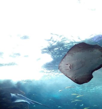 新江ノ島水族館に投稿された画像（2022/10/16）