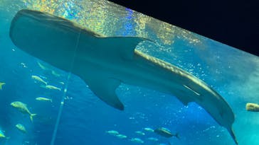 沖縄美ら海水族館に投稿された画像（2022/10/22）