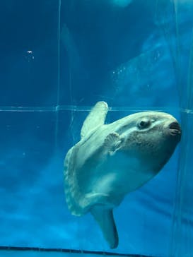 アクアワールド茨城県大洗水族館に投稿された画像（2022/10/22）