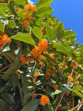 江戸東京たてもの園に投稿された画像（2022/10/22）