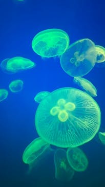 大分マリーンパレス水族館 「うみたまご」に投稿された画像（2022/10/22）