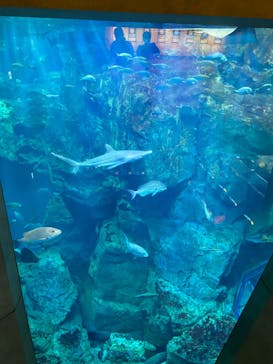 大分マリーンパレス水族館 「うみたまご」に投稿された画像（2022/10/22）