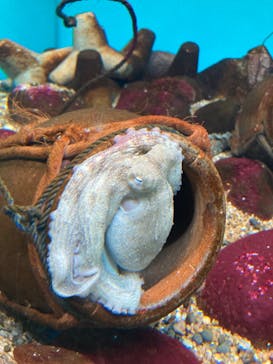 大分マリーンパレス水族館 「うみたまご」に投稿された画像（2022/10/22）